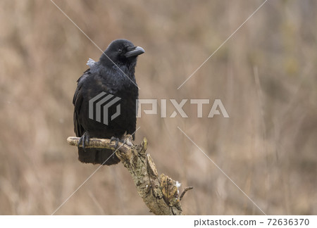 Raven (Corvus corax) Raven (Corvus corax) 72636370