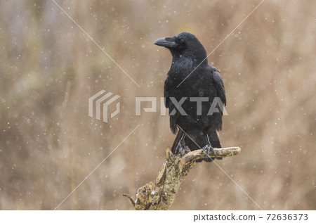 Raven (Corvus corax) 72636373