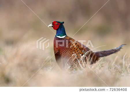 Ringneck Pheasant (Phasianus colchicus) Ringneck Pheasant (Phasianus colchicus) 72636408