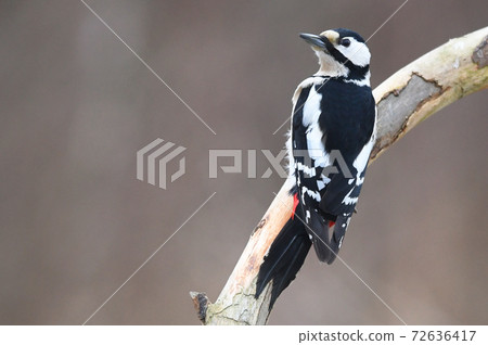 Great Spotted Woodpecker (Dendrocopos major) Great Spotted Woodpecker (Dendrocopos major) 72636417