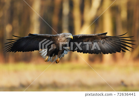 White tailed eagle (Haliaeetus albicilla) White tailed eagle (Haliaeetus albicilla) 72636441