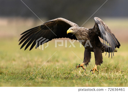 White tailed eagle (Haliaeetus albicilla) White tailed eagle (Haliaeetus albicilla) 72636461