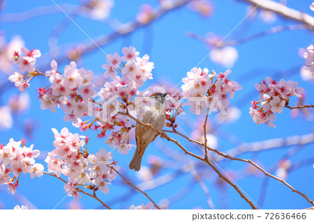 鈴木和櫻花_藍天_千鳥淵公園 72636466