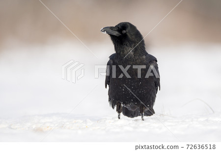 Raven (Corvus corax) 72636518