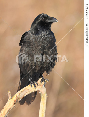 Raven (Corvus corax) Raven (Corvus corax) 72636525
