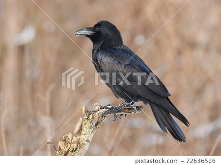 Raven (Corvus corax) Raven (Corvus corax) 72636526