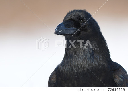 Raven (Corvus corax) Raven (Corvus corax) 72636529