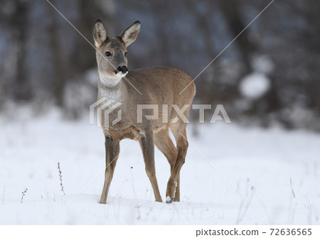 Roe deer (Capreolus capreolus) 72636565