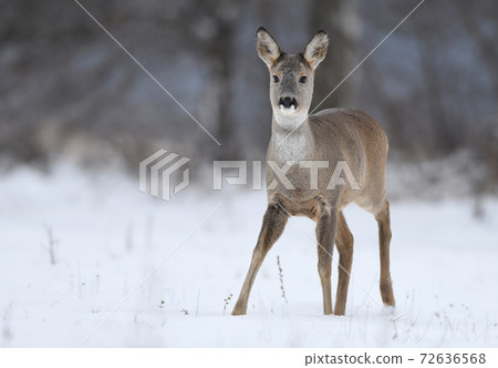 Roe deer (Capreolus capreolus) 72636568