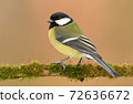 Great tit (Parus major) 72636672