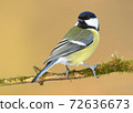 Great tit (Parus major) 72636673