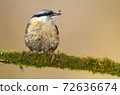 Nuthatch (Sitta europaea) 72636674