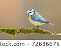 Blue tit (Cyanistes caeruleus) 72636675