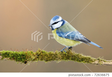 Blue tit (Cyanistes caeruleus) 72636675