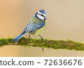 Blue tit (Cyanistes caeruleus) 72636676