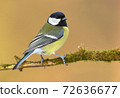 Great tit (Parus major) 72636677