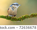 Nuthatch (Sitta europaea) 72636678