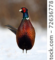 Ringneck Pheasant (Phasianus colchicus) 72636778