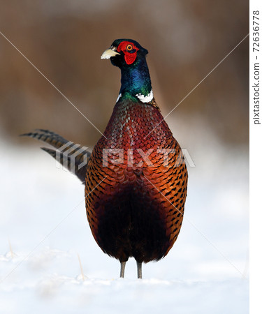 Ringneck Pheasant (Phasianus colchicus) Ringneck Pheasant (Phasianus colchicus) 72636778