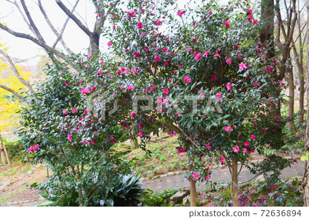 Sasanqua花 72636894