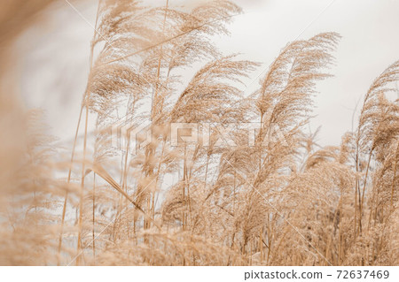 Pampas grass outdoor in light pastel colors. Dry reeds boho style Pampas grass outdoor in light pastel colors. Dry reeds boho style 72637469