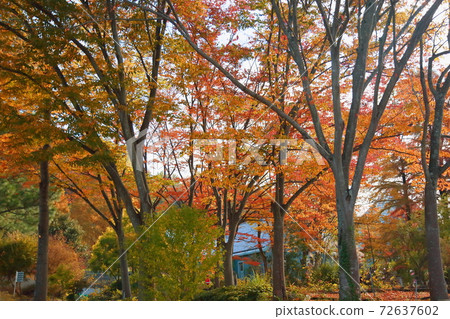 Miscellaneous trees 72637602