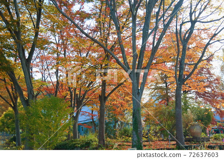 Miscellaneous trees Miscellaneous trees 72637603