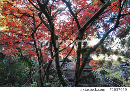 November Minamiashigara 58 Autumn leaves of Daiyuzan Saijoji Temple 72637659