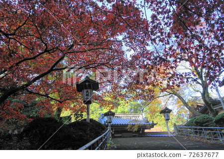 November: Autumn leaves at Daiyuzan Saijoji Temple, Minamiashigara 41 72637677