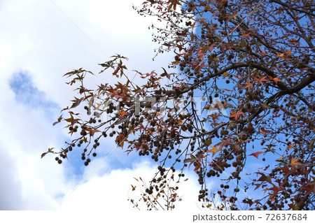 Fruit of Momigiba buffalo 72637684