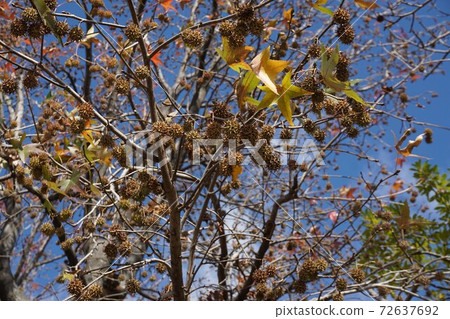 Fruit of Momigiba buffalo Fruit of Momigiba buffalo 72637692