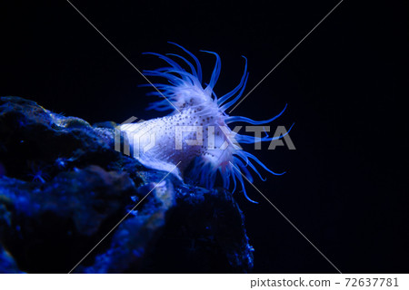 Isoginchak在黑暗中 Isoginchak在黑暗中 72637781