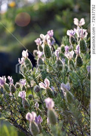 法國薰衣草盛開 法國薰衣草盛開 72637782