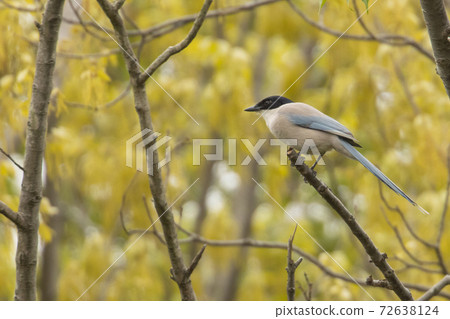 Azure-winged magpie with a black head and a beautiful light blue back that lives in eastern Japan Azure-winged magpie with a black head and a beautiful light blue back that lives in eastern Japan 72638124
