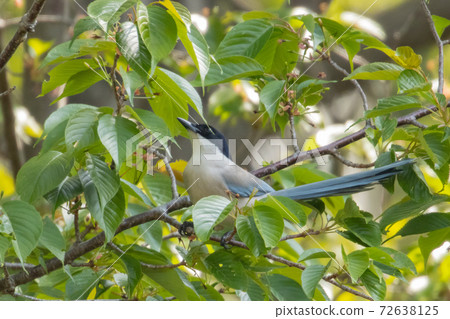 Azure-winged magpie with a black head and a beautiful light blue back that lives in eastern Japan Azure-winged magpie with a black head and a beautiful light blue back that lives in eastern Japan 72638125
