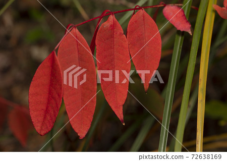 野漆樹 野漆樹 72638169