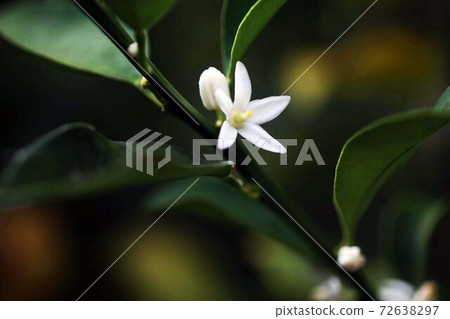 White florets of kumquat White florets of kumquat 72638297