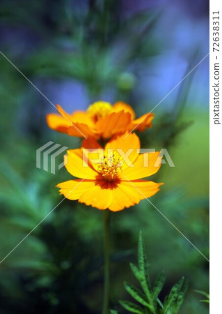 Kibana cosmos flowers bloom 72638311