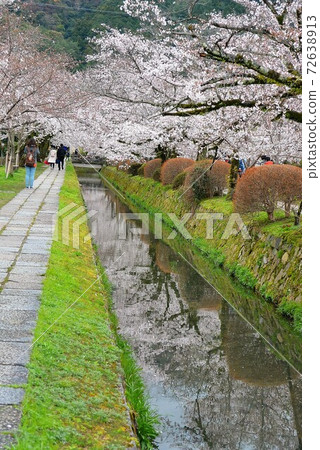 櫻花盛開在哲學的道路上 櫻花盛開在哲學的道路上 72638913