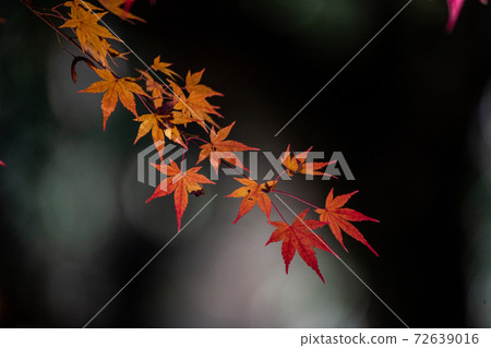 Momiji Momiji 72639016