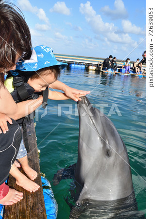 A child who first touches a dolphin with his mother A child who first touches a dolphin with his mother 72639053