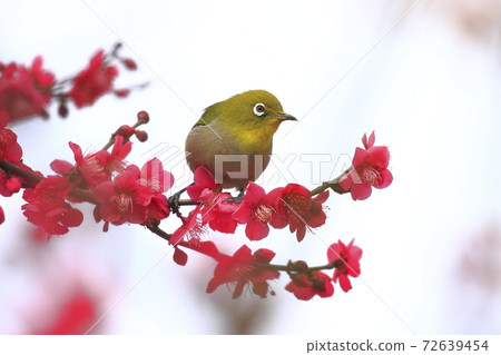 Mejiro吮紅李子和蜂蜜 72639454