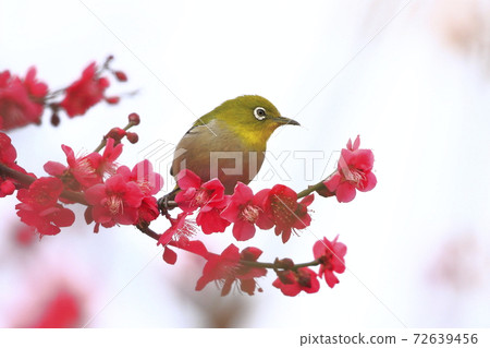 Mejiro吮紅李子和蜂蜜 72639456