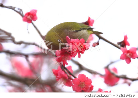 Mejiro吮紅李子和蜂蜜 72639459