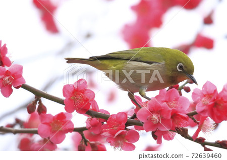 Mejiro吮紅李子和蜂蜜 72639460