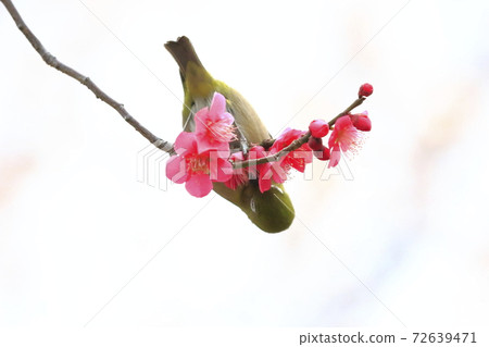 Mejiro吮紅李子和蜂蜜 72639471