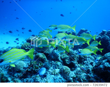 Yosugefudai 72639472