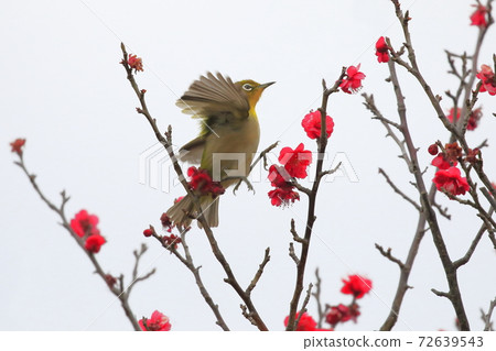 Mejiro吮紅李子和蜂蜜 72639543