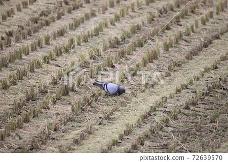 Pigeon in the rice field 72639570