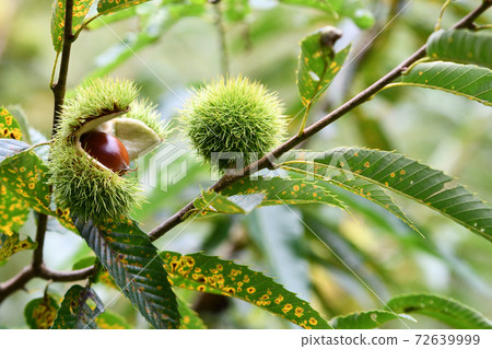 Scenery seen by picking up chestnuts Scenery seen by picking up chestnuts 72639999